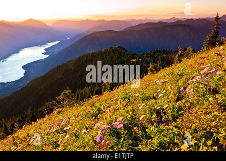Field of wildflowers on Idaho Peak, looking down on Slocan Lake and the Nakusp Range. Near New Denver, British Columbia. Stock Photo