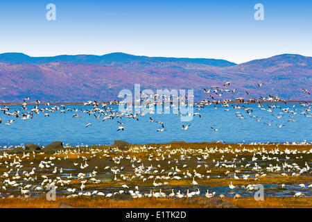 Migrating Snow Geese, L'Islet-sur-Mer, Quebec, Canada Stock Photo