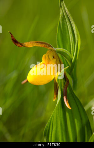 Yellow Lady's Slipper Orchid, (Cypripedium reginae), Canada Stock Photo