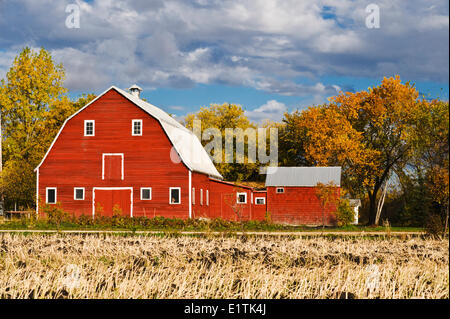 red barn with canola stubble in the foreground, autumn, Grande Pointe, Manitoba, Canada
