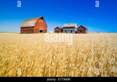 old grain bins and red barn next to wheat field, near Regina, Saskatchewan, Canada Stock Photo