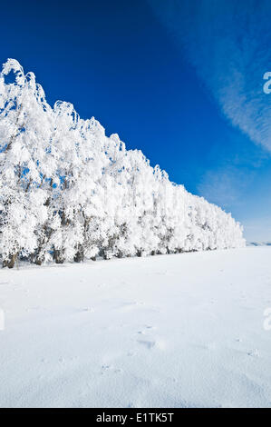 hoarfrost on trees in shelter belt, near Cooks Creek, Manitoba, Canada Stock Photo