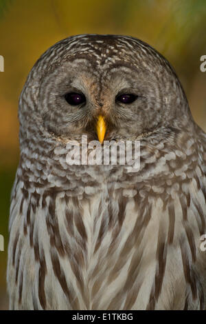 Barred Owl, Strix varia, Vancouver, Reiffle Bird Sanctuary, BC, Canada Stock Photo