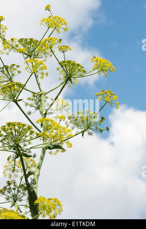 Angelica archangelica. Angelica flowering against a blue cloudy sky Stock Photo