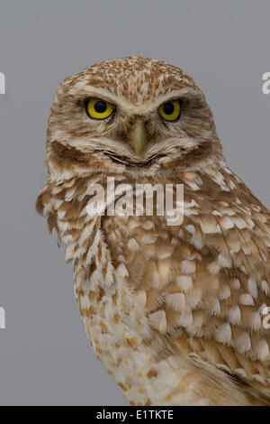 Burrowing Owl, Athene cunicularia, Ephrata, Washington, USA Stock Photo