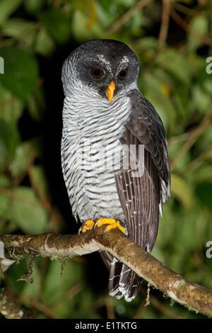 Black and White Owl, Strix nigrolineata, Mindo, Ecuador Stock Photo