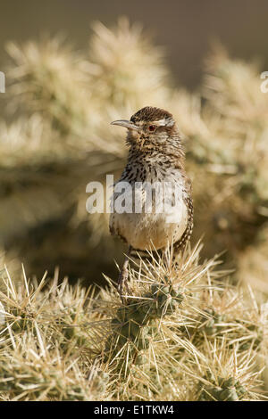 Cactus Wren, Campylorhynchus brunneicapillus. Arizona, USA Stock Photo