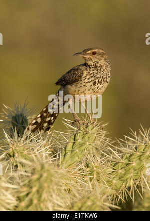 Cactus Wren, Campylorhynchus brunneicapillus. Arizona, USA Stock Photo