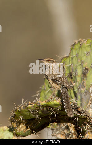 Cactus Wren, Campylorhynchus brunneicapillus. Arizona, USA Stock Photo