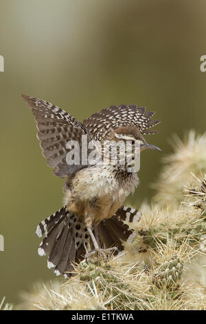 Cactus Wren, Campylorhynchus brunneicapillus. Arizona, USA Stock Photo