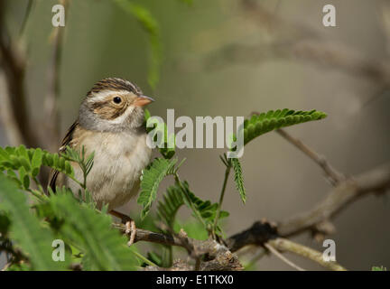 Clay-colored Sparrow, Spizella pallida, Arizona, USA Stock Photo