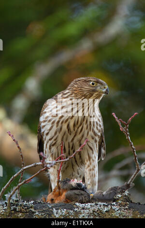 Cooper's Hawk, Accipiter cooperii, eating prey (American Robin), Victoria, BC, Canada Stock Photo