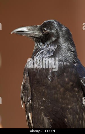 Common Raven, Corvus corax, Bosque Del Apache, New Mexico, USA Stock Photo