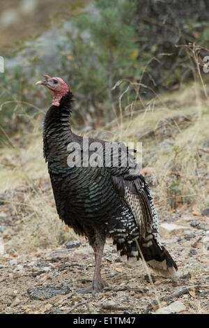 Wild Turkey (Meleagris gallopavo), Arizona, USA, North America Stock ...