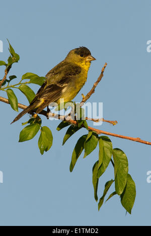 Lesser Goldfinch, Carduelis psaltria, Arizona, USA Stock Photo