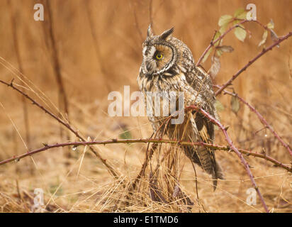 Long-eared Owl, Asio otus, Boundary Bay, BC, Canada
