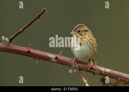 Lincoln's Sparrow, Melospiza lincolnii, Victoria, BC, Canada Stock Photo