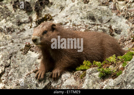 Vancouver Island Marmot, Marmota Vancouverensis, Vancouver Island, BC, Canada Stock Photo