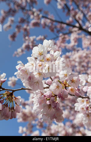 Close up of Japanese Cherry Tree blossoms in High Park, Toronto, Ontario