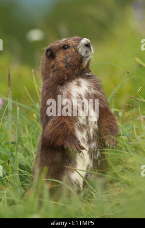 Vancouver Island Marmot, Marmota Vancouverensis, Vancouver Island, BC, Canada Stock Photo