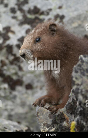 Vancouver Island Marmot, Marmota Vancouverensis, Vancouver Island, BC, Canada Stock Photo