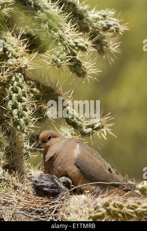 Mourning Dove, Zenaida macroura, Tucson, Arizona, USA Stock Photo