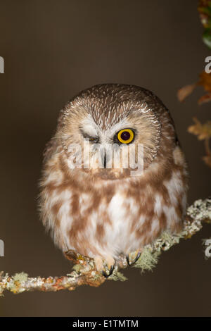 Northern Saw-whet Owl, Aegolius acadicus, Rocky Point, Victoria, Southern BC, Canada Stock Photo