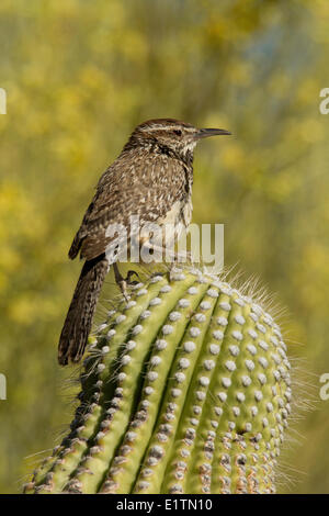 Cactus Wren, Campylorhynchus brunneicapillus. Arizona, USA Stock Photo