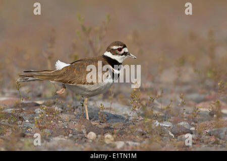 Killdeer, Charadrius vociferus, Oregon, USA Stock Photo