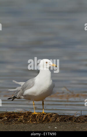 Ring-billed Gull, Larus delawarensis, Washington, USA Stock Photo