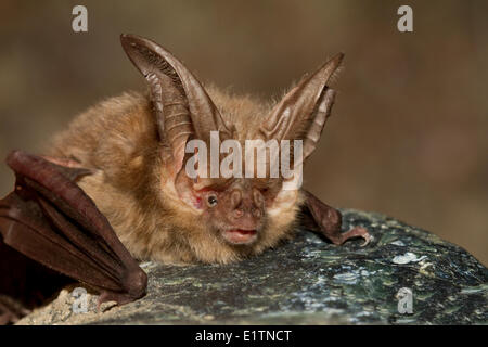 Townsend's Big-Eared Bat, Corynorhinus townsendii, Lillooet, BC, Canada Stock Photo