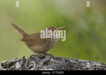 Bewick's Wren, Thryomanes bewickii, Montana, USA Stock Photo