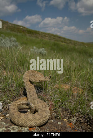 Prairie Rattlesnake, Crotalus viridis viridis, Grasslands National Park, Saskatchewan, Canada Stock Photo