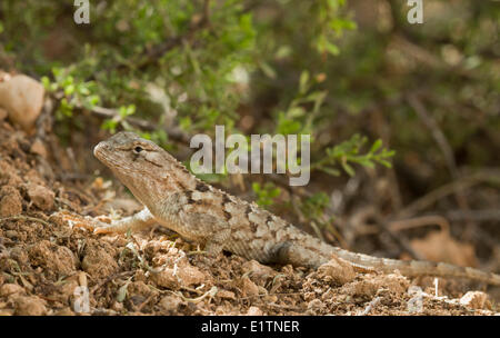 Western Fence Lizard, Sceloporus occidentalis, Arizona, USA Stock Photo