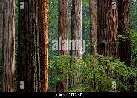 Coastal Redwood Sequoia Sempervirens Redwood National Park