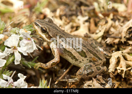 Boreal Chorus Frog, Pseudacris maculata, Grasslands National Park, Saskatchewan, Canada Stock Photo