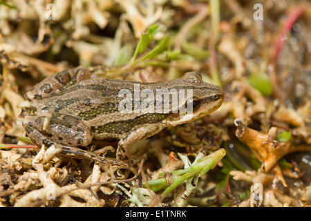 Boreal Chorus Frog, Pseudacris maculata, Grasslands National Park, Saskatchewan, Canada Stock Photo