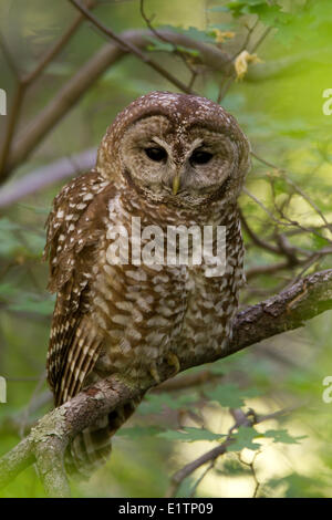 Mexican Spotted Owl, Strix occidentalis lucida, Miller Canyon, Hauchuca Mtns, Arizona, USA Stock Photo