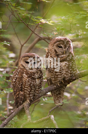 Mexican Spotted Owl, Strix occidentalis lucida, Miller Canyon, Hauchuca Mtns, Arizona, USA Stock Photo