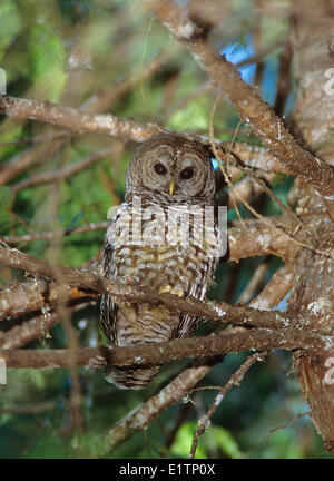 Northern Spotted Owl, Strix occidentalis caurina, Sparred Owl (Spotted owl x Barred Owl Hybrid),  Southern BC, Canada Stock Photo