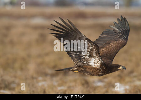 Bald Eagle, Haliaeetus leucocephalus, Boundary Bay, BC, Canada Stock Photo