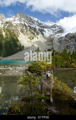 Hiking with dog, Duffy Lake, Pemberton area, BC, Canada Stock Photo