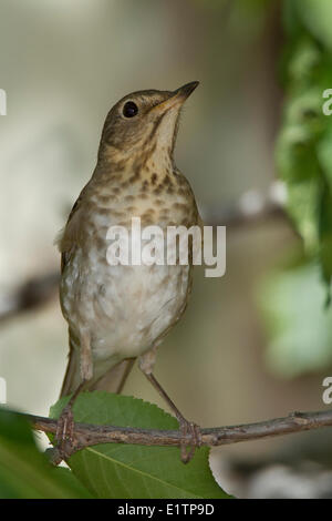 Swainson's Thrush, Catharus ustulatus, Arizona, USA Stock Photo