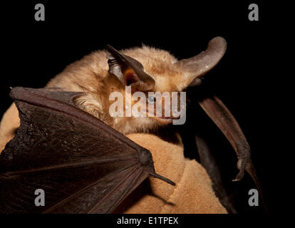 Pallid Bat, Antrozous pallidus, Okanagan, BC, Canada Stock Photo