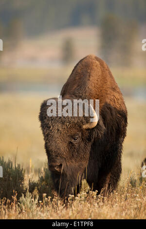 Plains Bison, Bison bison bison, Yellowstone NP, Montana, USA Stock Photo