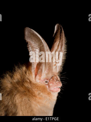 Townsend's Big-Eared Bat, Corynorhinus townsendii, Lillooet, BC, Canada Stock Photo