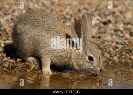 Desert Cottontail, Sylvilagus audubonii, Arizona, USA Stock Photo