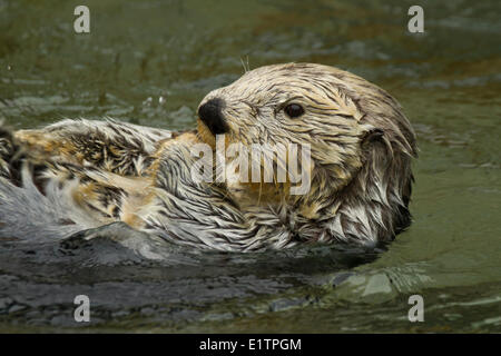 Sea Otter, Enhydra lutris, Vancouver Aquarium, BC, Canada Stock Photo