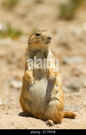 Gunnison's prairie dog, Cynomys gunnisoni, Tucson Desert Museum, Arizona, USA Stock Photo