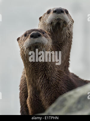 North American river otter, Lontra canadensis, Victoria, BC, Canada Stock Photo